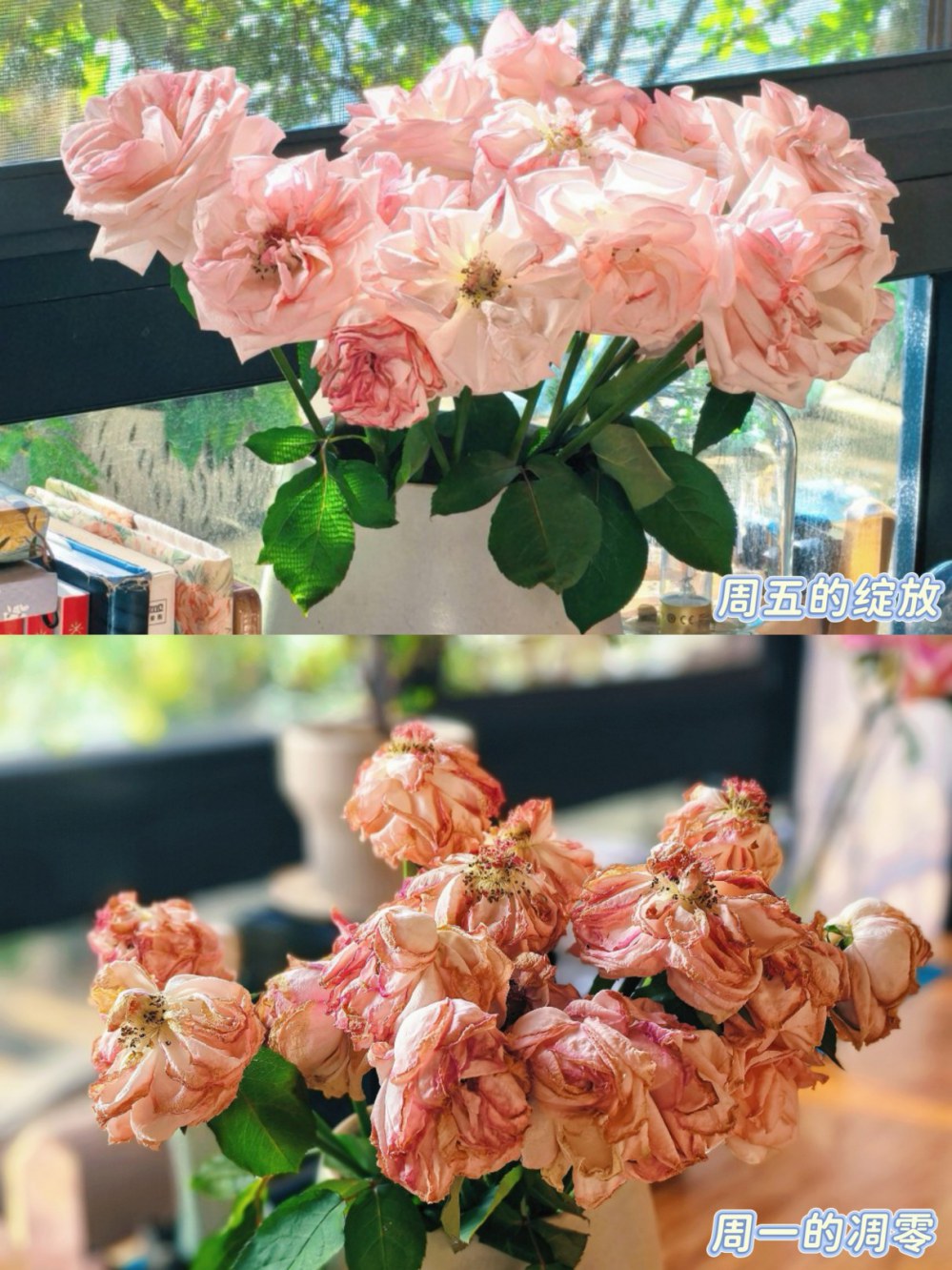 凋零与绽放